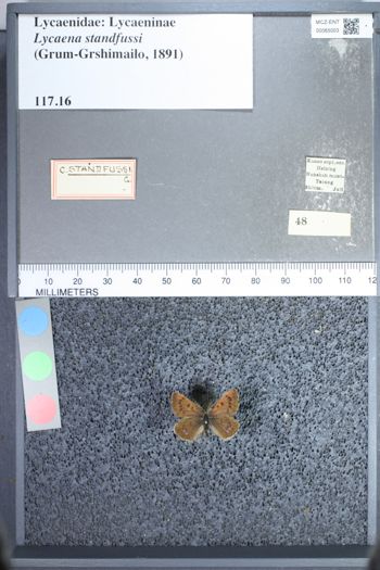 Media type: image;   Entomology 65003